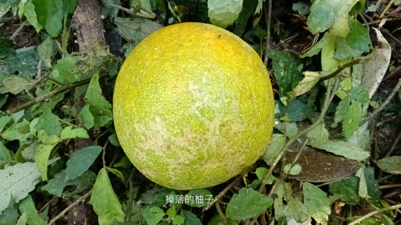 52f3bc8916f047fb66a53515ec0087a1.png