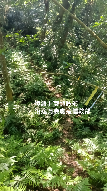 52fc5ae53109f4c897c5ce90773afef1.png