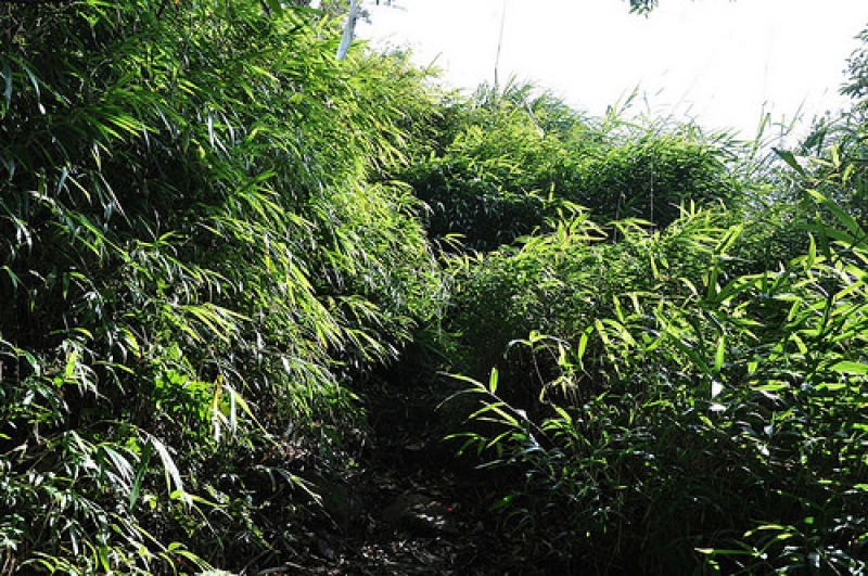 加里山-杜鵑嶺步道