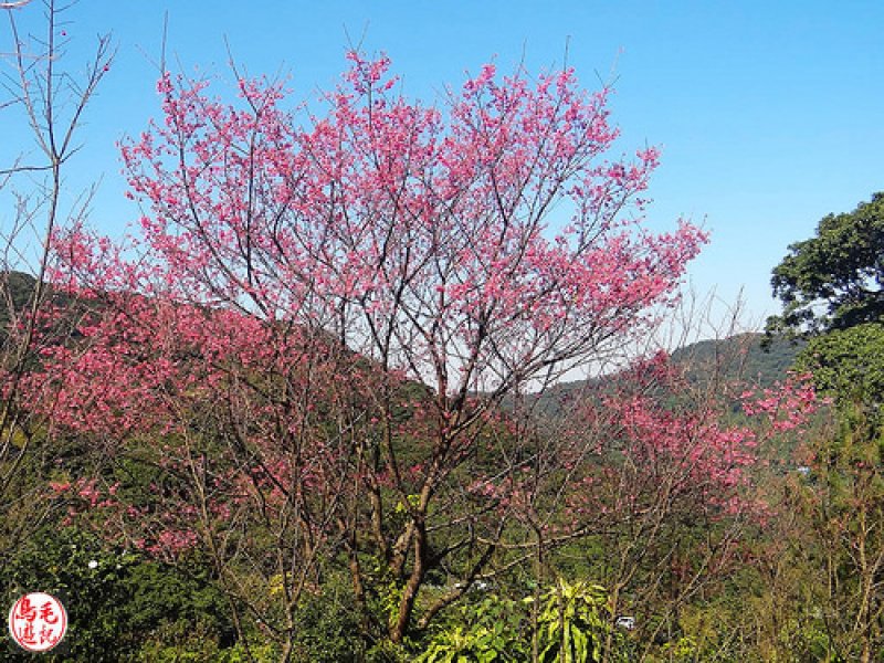 萬壽山櫻花林 (8).jpg