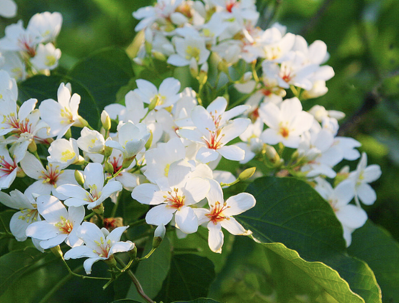【油桐花】不再只是走馬看花：全台精選賞桐步道推薦、2026花況查詢與油桐花生態小教室