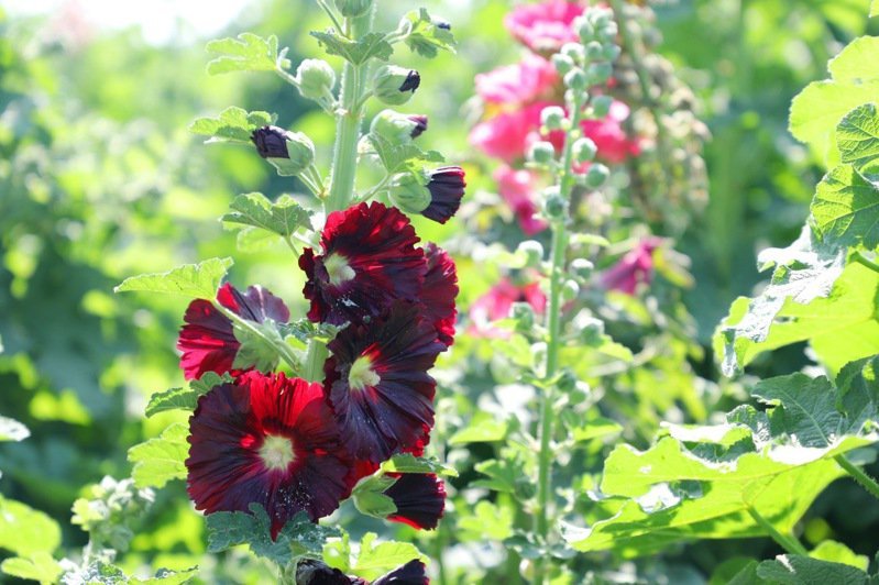 賞花 台南學甲蜀葵花文化節宣布19日光華里蜀葵專區開幕 健行筆記