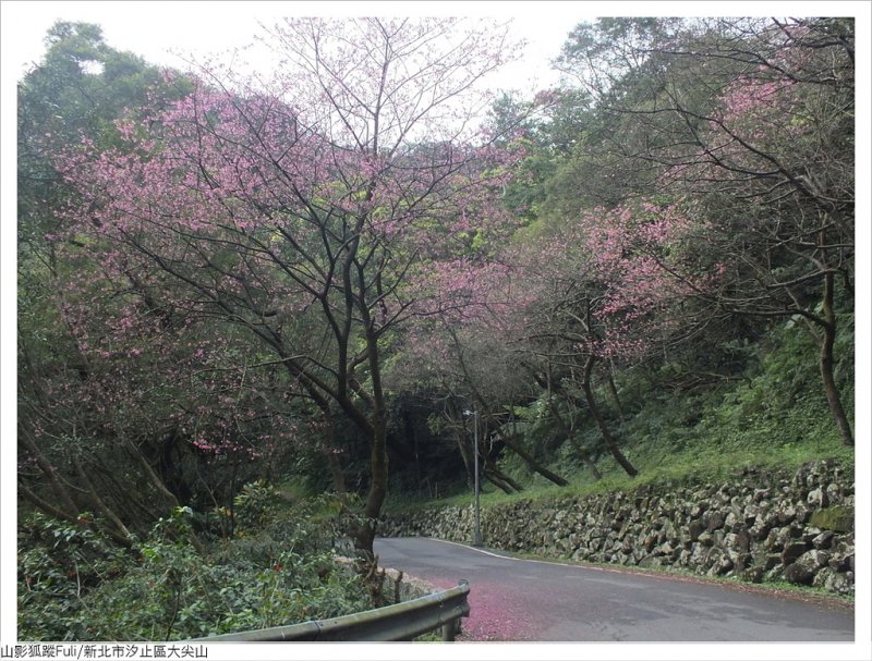 大尖山櫻花 (52).JPG - 大尖山櫻花