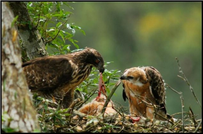 熊鷹雌鳥正將鼬獾開腸破肚，餵食幼鳥。（圖片攝影：黃永坤）