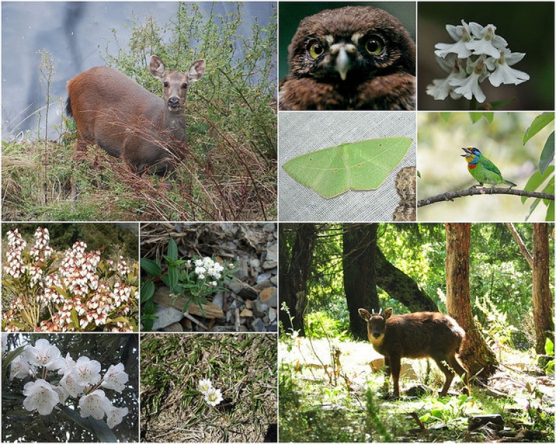 丹大地區擁有豐富的野生物相，成為發展生態旅遊的優勢。圖片來源：南投林管處