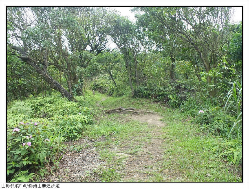 獅頭山無菸步道 (16).jpg - 獅頭山野牡丹