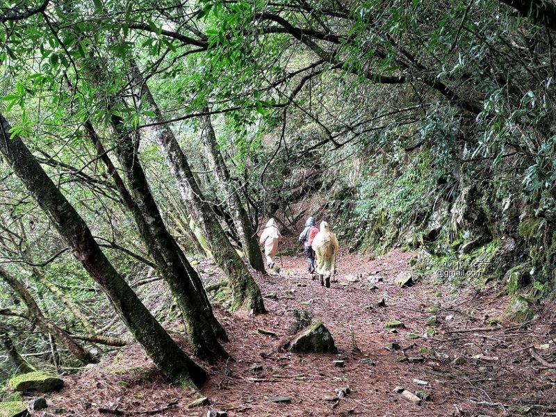 玉山林道 (37).jpg