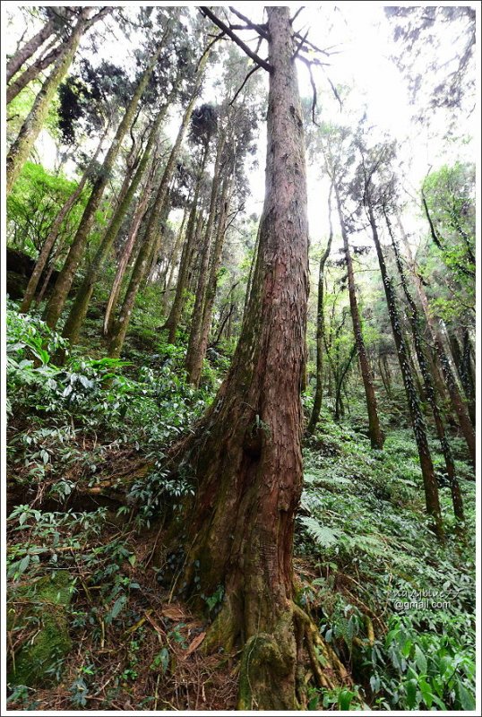 二萬坪巨木群 (24).JPG