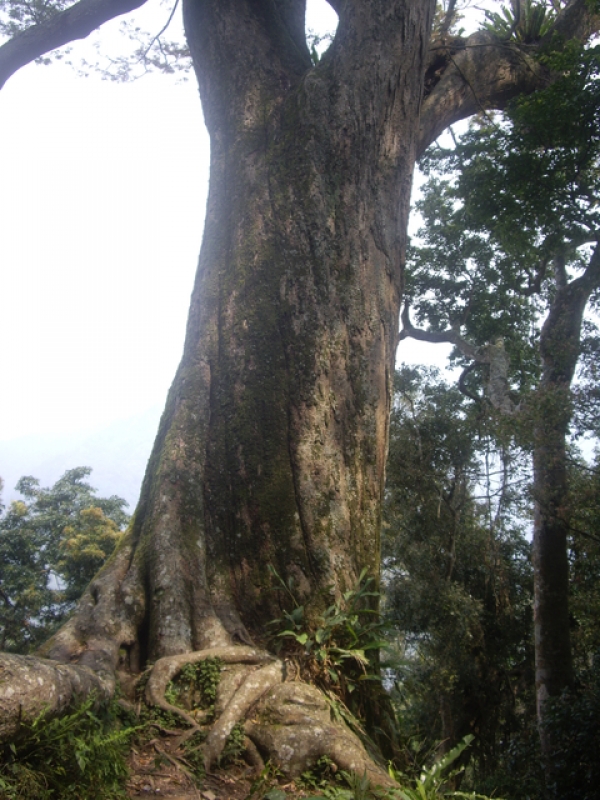 IMGP9122.JPG - 苗栗泰安冬瓜山步道