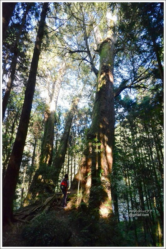 二萬坪山-樹抱石巨木 (28).JPG