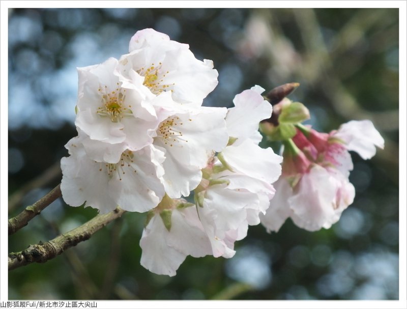 大尖山櫻花 (46).JPG - 大尖山櫻花