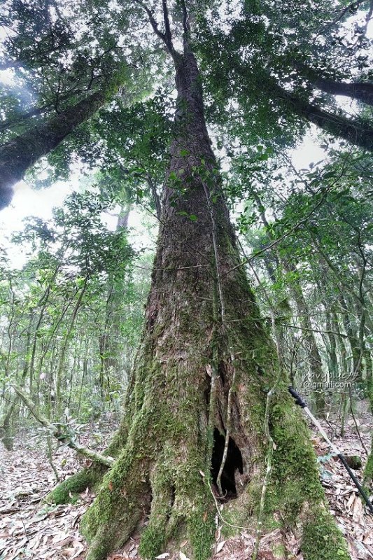 沙蓮山橫嶺山 (68).jpg