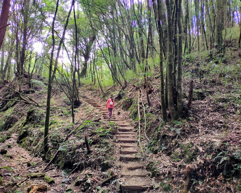 2020-039:谷關八雄制霸全記錄(4)一馬崙山