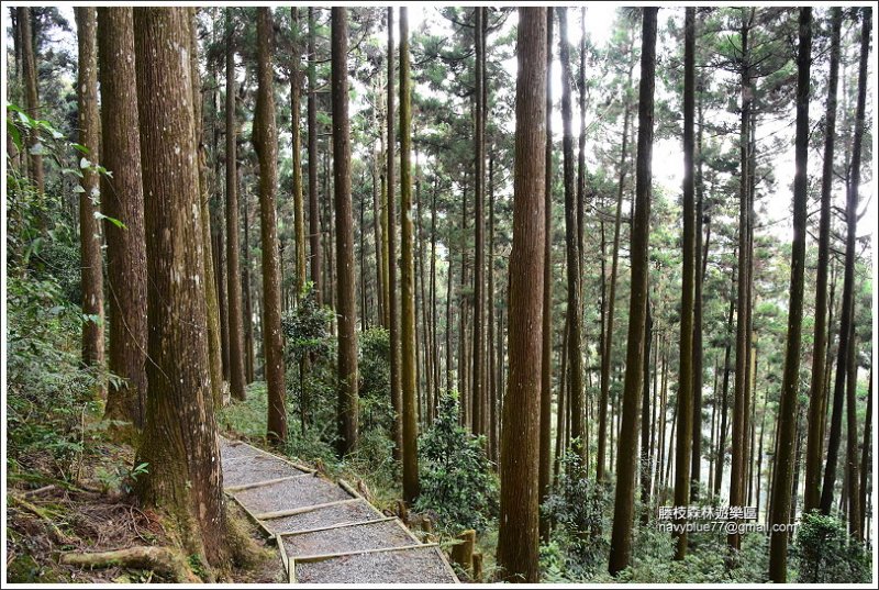 藤枝森林遊樂區