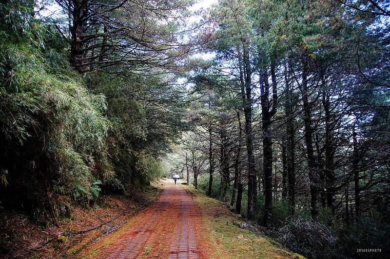 玉山林道