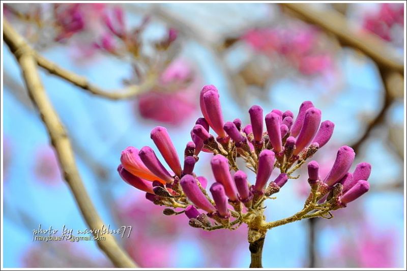 嘉義特教學校洋紅風鈴花16.JPG