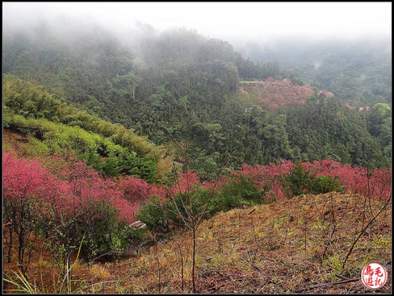 碧絡角環山櫻花步道 (35).jpg