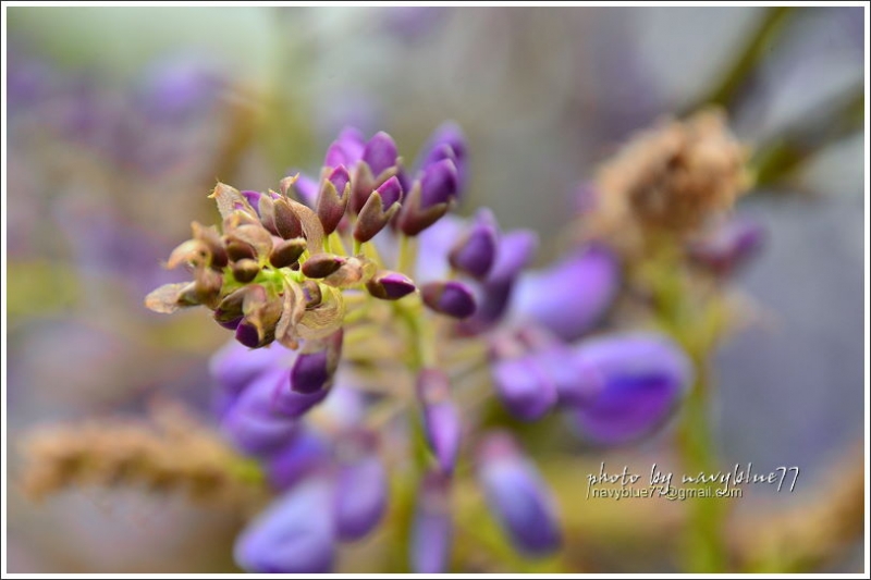 嘉義瑞里紫藤花08.JPG