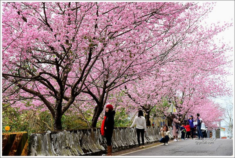 阿里山公路賞櫻 (4).JPG