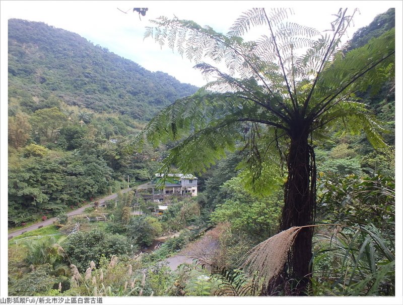 白雲古道 (34).JPG - 康誥坑溪山櫻花