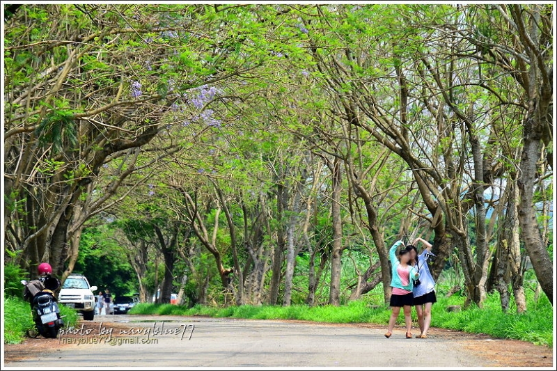 圓仔林幸福山丘油桐花21.JPG