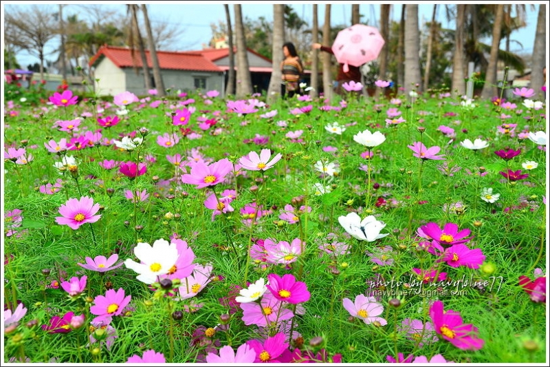 學甲蜀葵201606.JPG