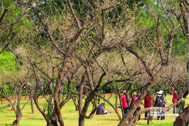 清華後山的梅園是為了紀念前校長梅貽琦而建，約有242棵梅樹，是校內著名美景。（黃筱珮攝）