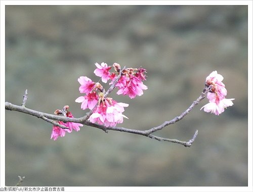 白雲古道 (4).JPG - 康誥坑溪山櫻花