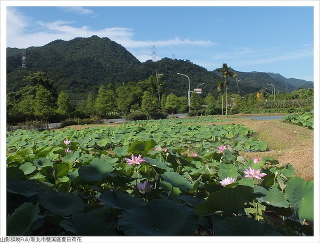 夏日荷花 (60).JPG - 夏日荷花