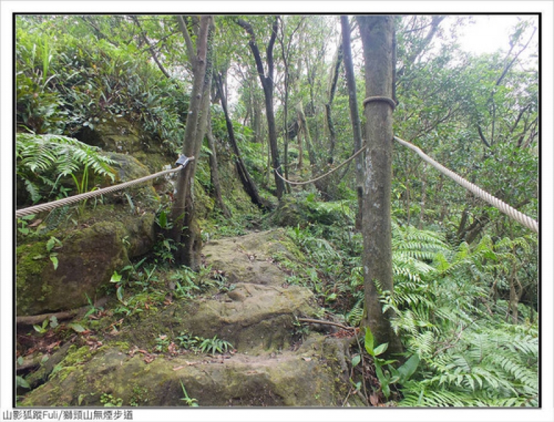 獅頭山無菸步道 (27).jpg - 獅頭山野牡丹