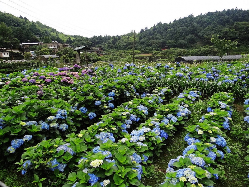 竹子湖繡球花水尾巴拉卡步道 (32).jpg