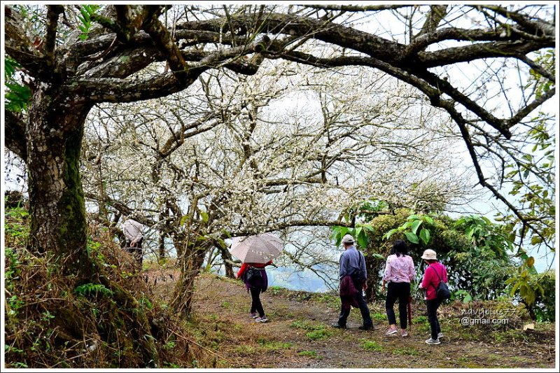 梅嶺賞梅趣 (45).JPG