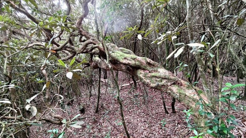 沙蓮山橫嶺山 (63).jpg