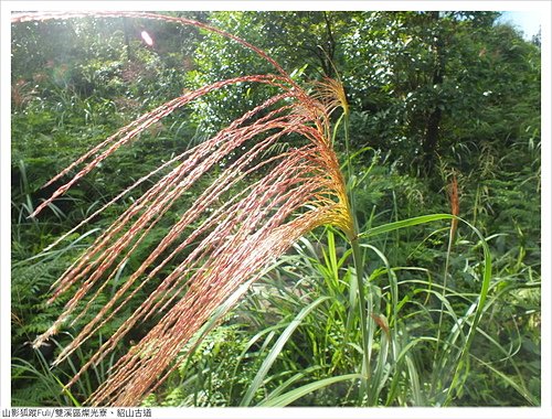 燦光寮古道 (49).JPG - 燦光寮、貂山古道