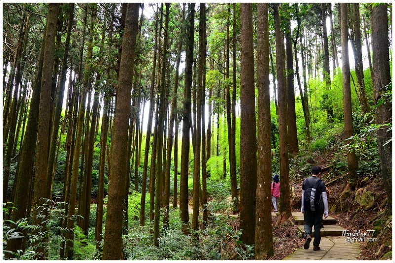 石壁木馬古道-五元二角-雲嶺之丘