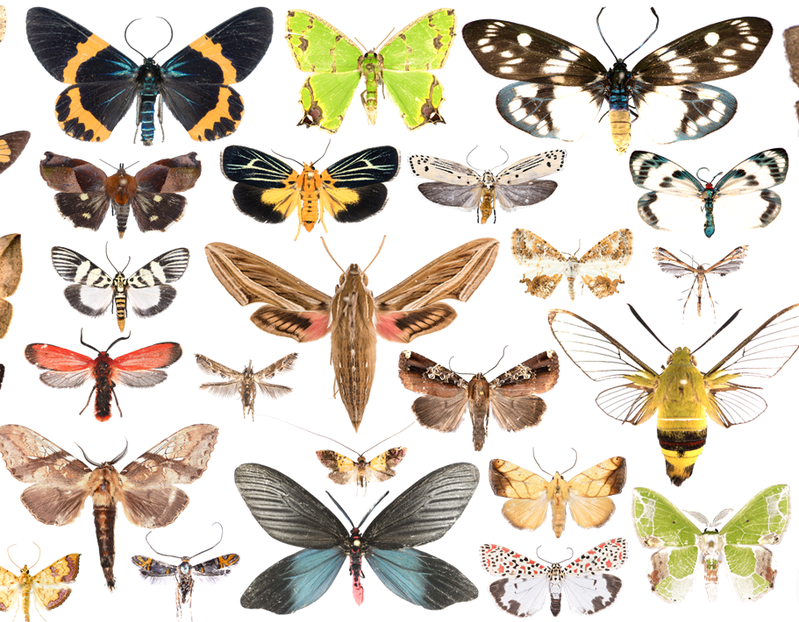 新聞 墾丁國家公園蛾類生態發現59台灣新紀錄種 8世界新種 健行筆記