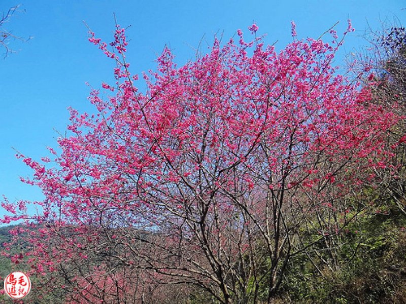 萬壽山櫻花林 (14).jpg