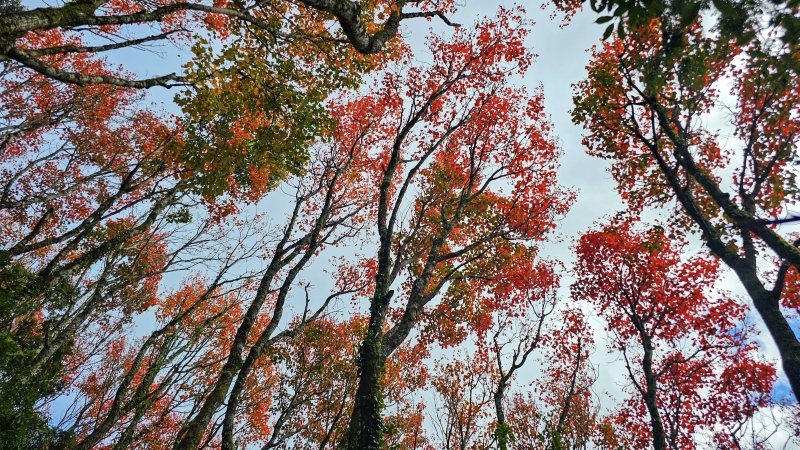 【稍來山】#小百岳39-季節限定紅地毯楓紅、紅榨槭令人驚豔-35K登山口!