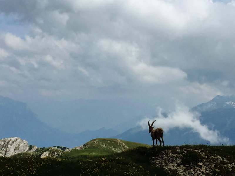 阿爾卑斯野生山羊(ibex)