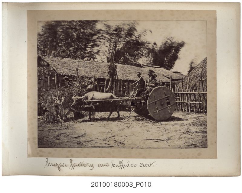 約1870年代所拍攝的照片。照片裡是用來載運甘蔗的板輪牛車。(館藏號2010.0...
