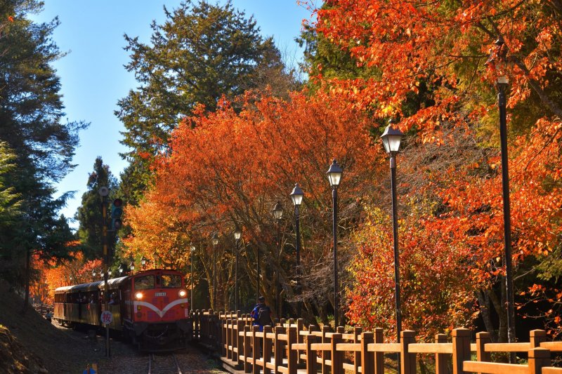 新聞 全臺唯一高山鐵道楓紅林鐵 Sl 31蒸汽火車 楓華再現 主題列車 健行筆記