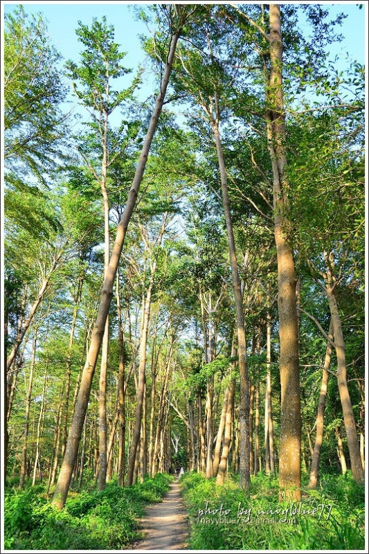 仁德虎山森林步道03.JPG