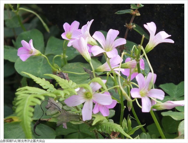 大尖山櫻花 (19).JPG - 大尖山櫻花