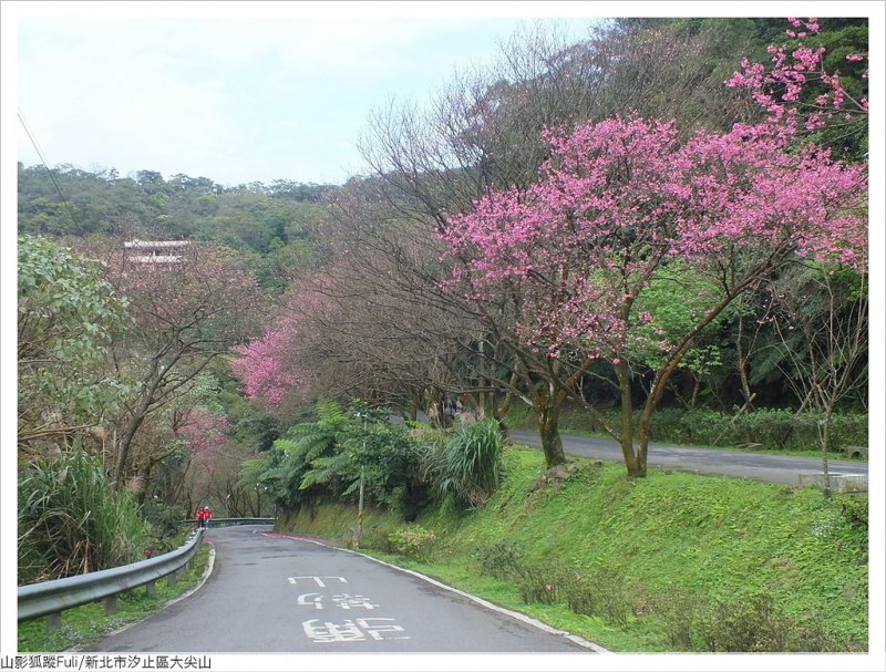 大尖山櫻花 (51).JPG - 大尖山櫻花