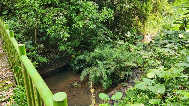 走訪南埔黃金水鄉，新竹挑水壢古道，連走觀音步道，欣賞百年水車，再登大分林山，擁絕佳展望