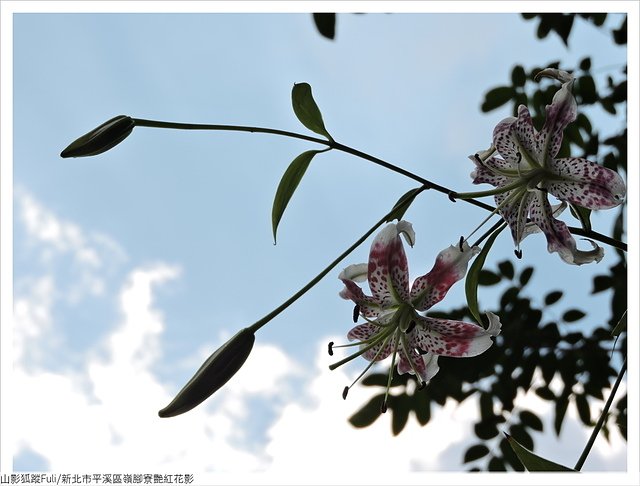 嶺腳寮花影 (21).JPG - 靈巖寺艷紅花影