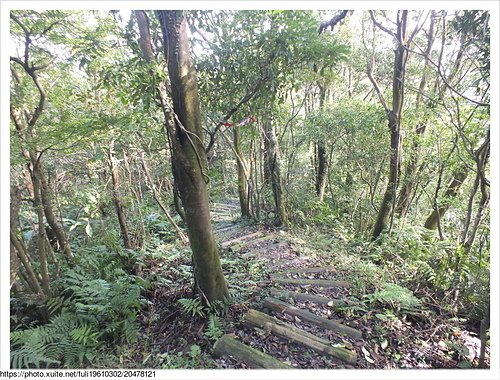 大坑稜線步道 (32).JPG - 大坑山稜線步道