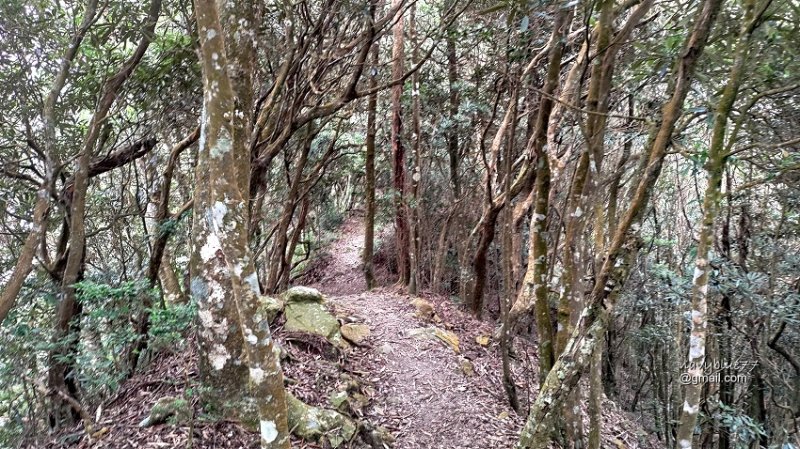 沙蓮山橫嶺山 (26).jpg