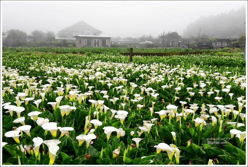 竹子湖海芋 (2).JPG