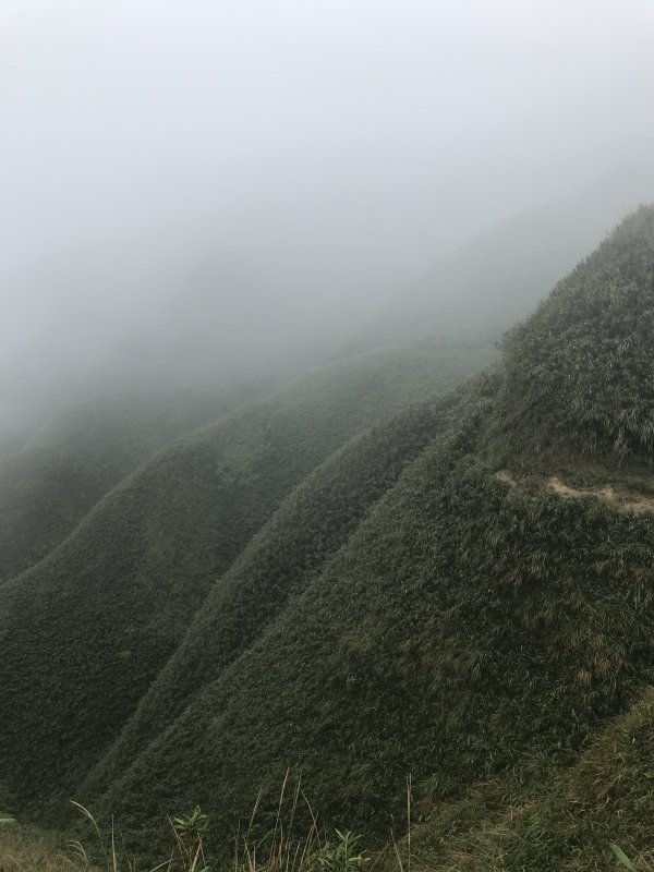 風雨飄搖抹茶山
